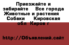 Приезжайте и забирайте. - Все города Животные и растения » Собаки   . Кировская обл.,Киров г.